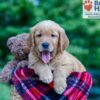 Image of Nemo, a Golden Retriever puppy