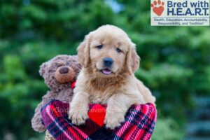 Image of Nick, a Golden Retriever puppy