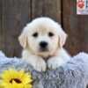 Image of Nikita, a Golden Retriever puppy