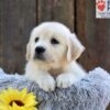 Image of Nikita, a Golden Retriever puppy