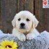 Image of Nikita, a Golden Retriever puppy