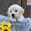 Image of Nikita, a Golden Retriever puppy