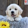 Image of Nikita, a Golden Retriever puppy