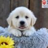 Image of Nikita, a Golden Retriever puppy