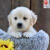 Image of Nikita, a Golden Retriever puppy