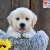Image of Nikita, a Golden Retriever puppy