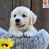 Image of Nikita, a Golden Retriever puppy