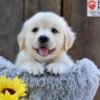 Image of Nikita, a Golden Retriever puppy