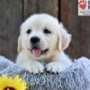 Image of Nikita, a Golden Retriever puppy