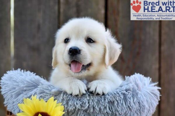 Image of Nikita, a Golden Retriever puppy