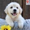 Image of Nikita, a Golden Retriever puppy