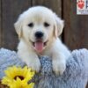 Image of Nikita, a Golden Retriever puppy