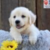 Image of Nikita, a Golden Retriever puppy