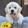 Image of Nikita, a Golden Retriever puppy