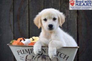 Image of Nikki, a Golden Retriever puppy