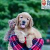 Image of Nolan, a Golden Retriever puppy