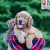 Image of Nolan, a Golden Retriever puppy