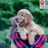 Image of Nolan, a Golden Retriever puppy