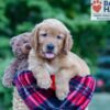 Image of Nolan, a Golden Retriever puppy