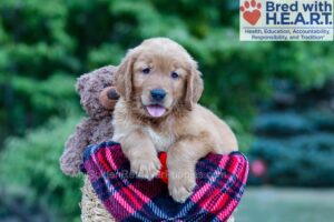 Image of Nolan, a Golden Retriever puppy