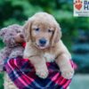 Image of Nolan, a Golden Retriever puppy