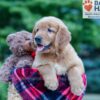 Image of Nolan, a Golden Retriever puppy