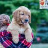 Image of Nolan, a Golden Retriever puppy