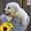 Image of Nova, a Golden Retriever puppy