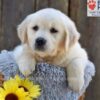 Image of Nova, a Golden Retriever puppy