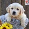 Image of Nova, a Golden Retriever puppy