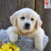 Image of Nova, a Golden Retriever puppy