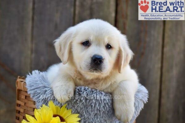 Image of Nova, a Golden Retriever puppy