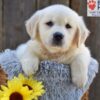 Image of Nova, a Golden Retriever puppy