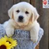 Image of Nova, a Golden Retriever puppy