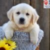 Image of Nova, a Golden Retriever puppy
