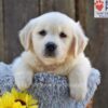 Image of Nova, a Golden Retriever puppy