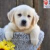 Image of Nova, a Golden Retriever puppy