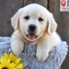Image of Nova, a Golden Retriever puppy