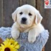 Image of Nova, a Golden Retriever puppy
