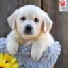 Image of Nova, a Golden Retriever puppy