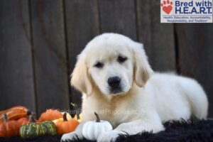 Image of Nova, a Golden Retriever puppy