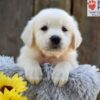 Image of Nugget, a Golden Retriever puppy
