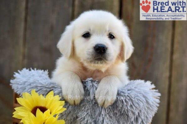Image of Nugget, a Golden Retriever puppy