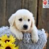 Image of Nugget, a Golden Retriever puppy