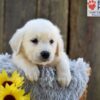 Image of Nugget, a Golden Retriever puppy