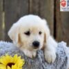 Image of Nugget, a Golden Retriever puppy
