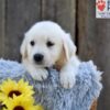 Image of Nugget, a Golden Retriever puppy