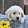 Image of Nugget, a Golden Retriever puppy