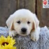 Image of Nugget, a Golden Retriever puppy