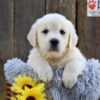 Image of Nyla, a Golden Retriever puppy
